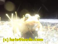 /home//u458753944/public_html/sourcegallery//Roxborough Toad Detour/2025/2025-03-20/P3201634.JPG
